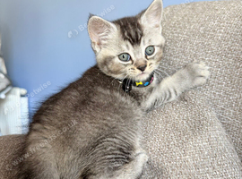 * Beautiful Scottish Straight Kittens for Sale