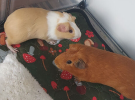 2 x males rehome needed