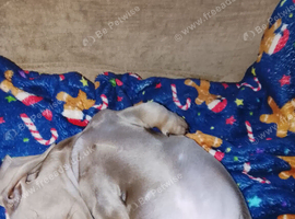 Dachshund