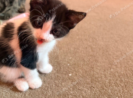 Kittens