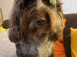 Beautiful Chocolate Merle Labradoodle