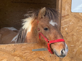 Beautiful dun and white gelding