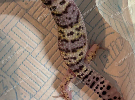 CB26 E.Montanus Leopard Gecko