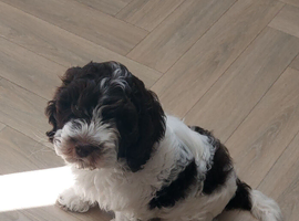 Chocolate and White Cockapoo Boy