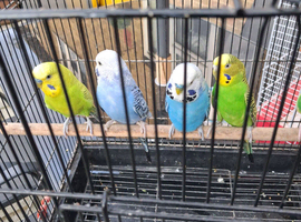 Budgies for sale