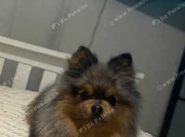 Pomeranian for STUD