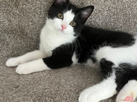 Kitten