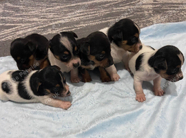 Jack Russell puppies