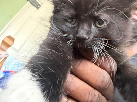 British short haired mixed kittens