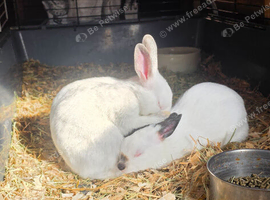Himalayan marked polish dwarf Rabbits