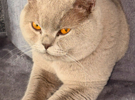 Beautiful Lilac British Shorthair for Stud
