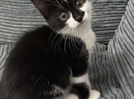 10 week old kitten