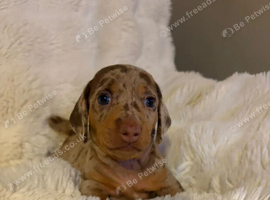 Beautiful Dachshund Puppies Looking for Loving Forever Homes