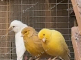 Cute Mix of Canaries