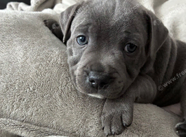 Stunning Blue Staffordshire bull terrier boy kc registered