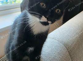 Black and white male kitten
