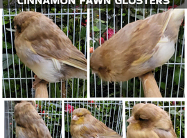 Various show canaries for sale of different breeds