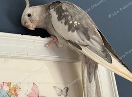 Male cockatiel 3yo