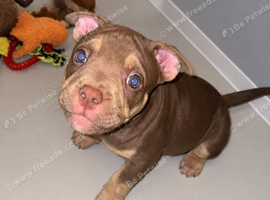 American pocket bullies