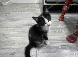 Kittens