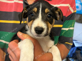 Working collie pups