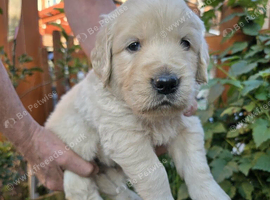 Gorgeous Golden Retriever Puppies KC Reg