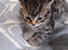 tiger kittens