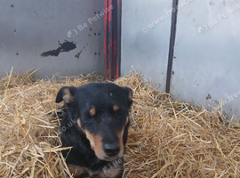 Welsh Collie X Kelpie