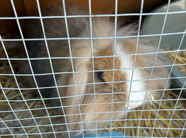 Lion head rabbit