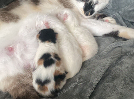 3x kittens for sale