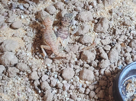 4 dune gjeckos