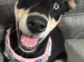 One year old female huskita for rehome