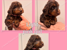*Show* Cockapoo Ready To Leave Health Tested Pups