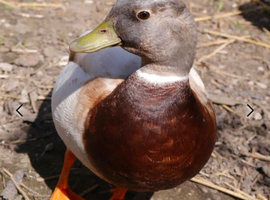 Male ducks needing homes