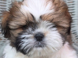 Shih tzu girl