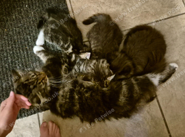 Kittens