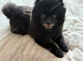 Pomeranian