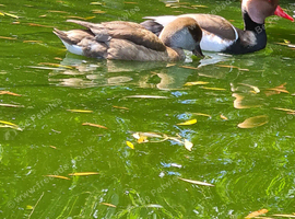 Red crested pochard ducks