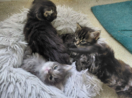 Maincoon cross