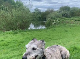 Lurcher x greyhound x bull