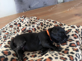 Black Labrador Puppies