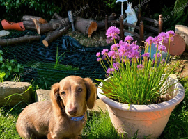 beautiful dachund