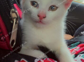 Kitten