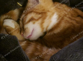 Male mixed breed ginger kitten