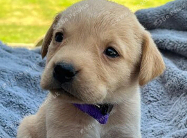 Adorable KC Labrador puppies for sale