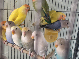 Baby peachface lovebirds