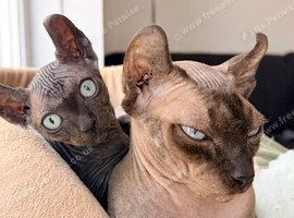 Beautiful Female Elf Sphynx Kitten &ndash; TICA Registered Parents