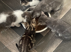 Beautiful grey mixed