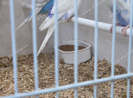 Budgies