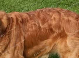 Golden retriever